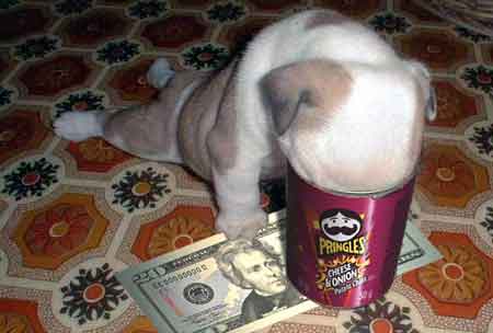 Photo: Dog with its head in a can of Pringles potato chips and a $20 bill under it right paw.