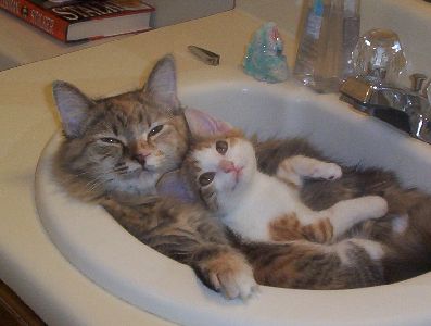 Photo: Big cat in sink with little cat reclining on him.