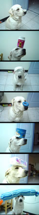Photo: Preview of a series of photos of a dog balancing things on his head.