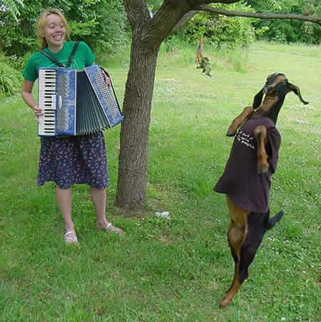Photo: Young woman playing accordion as her goat dances ('Toothpaste for Dinner' photo contest winner).