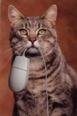 Photo: Tabby cat holding a computer mouse by its cord in its mouth.