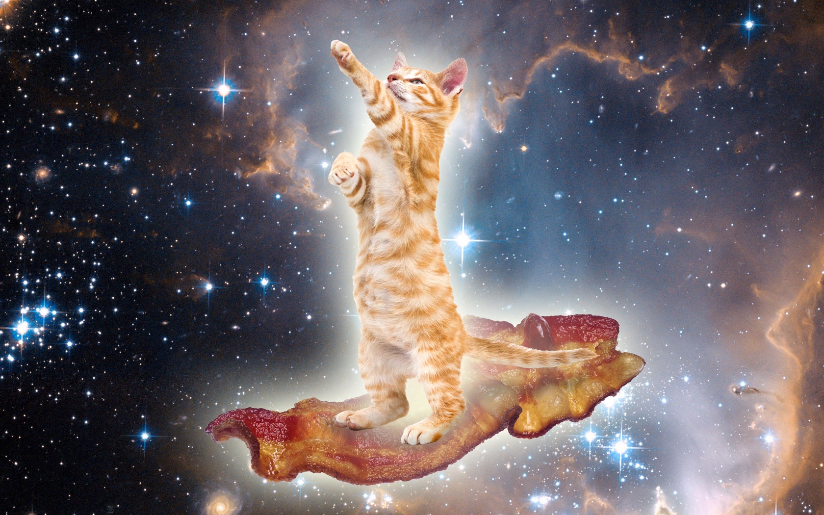 Cats With Bacon