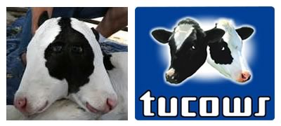 Blinky the two-headed calf, side-by-side with the Tucows logo