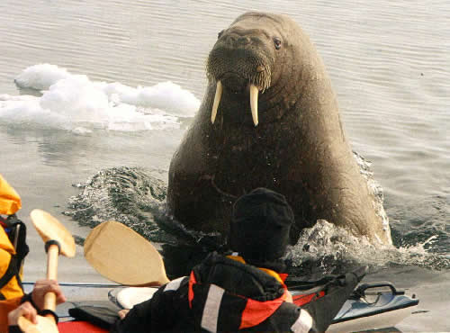 Walrus rising out of the arctic water, quite close to a passing kayak.