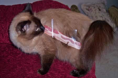 A cat with bacon taped to its fur.