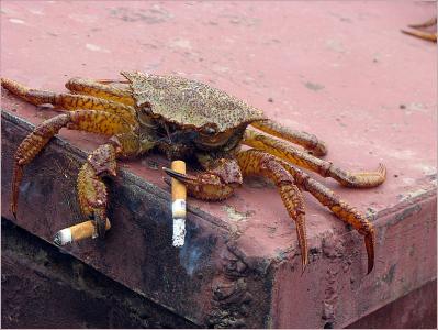 Crab holding a cigarette in each claw.