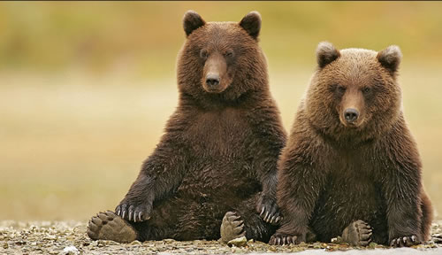 Two bored-looking brown bears, sitting side by side.