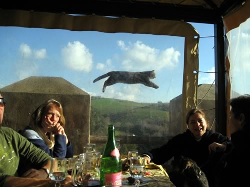 People eating in a tent as a grey cat flies by in the background.