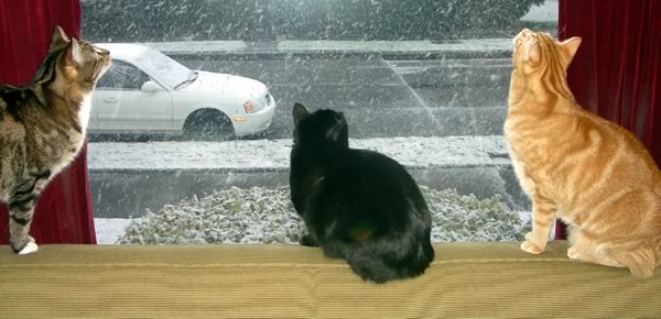 Cats at a snowy window