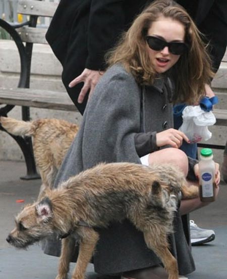 A terrier lifts its leg to mark Natalie Portman