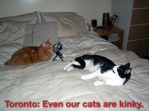 Two cats on a bed, one photographing the other\'s rear end: \"Toronto: Even our cats are kinky.\"