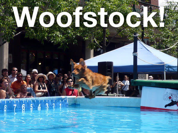 \"Woofstock!\": A dog diving into a giant pool set up for the dog-diving competition at Woofstock.