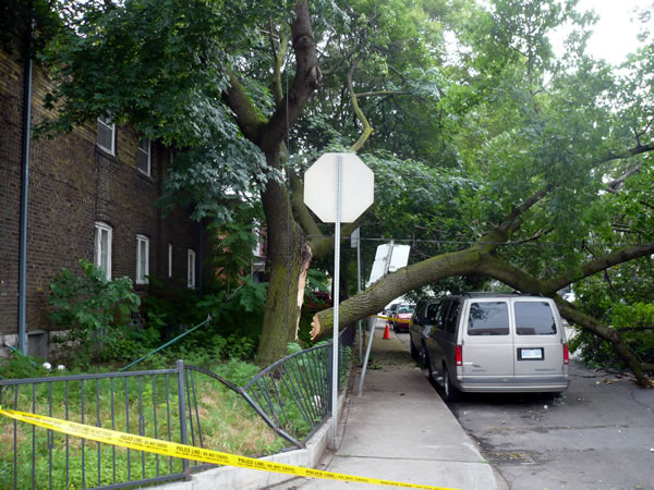 Felled tree at Dundas and Golden