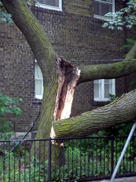 Close-up of felled tree at Dundas and Golden