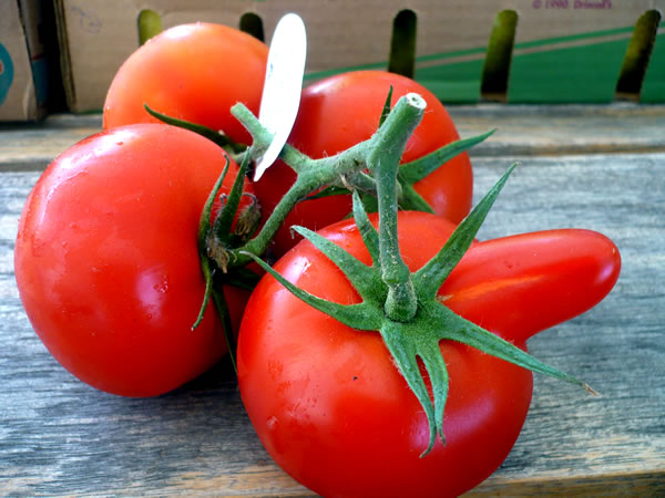 Hothouse tomato with a phallic growth