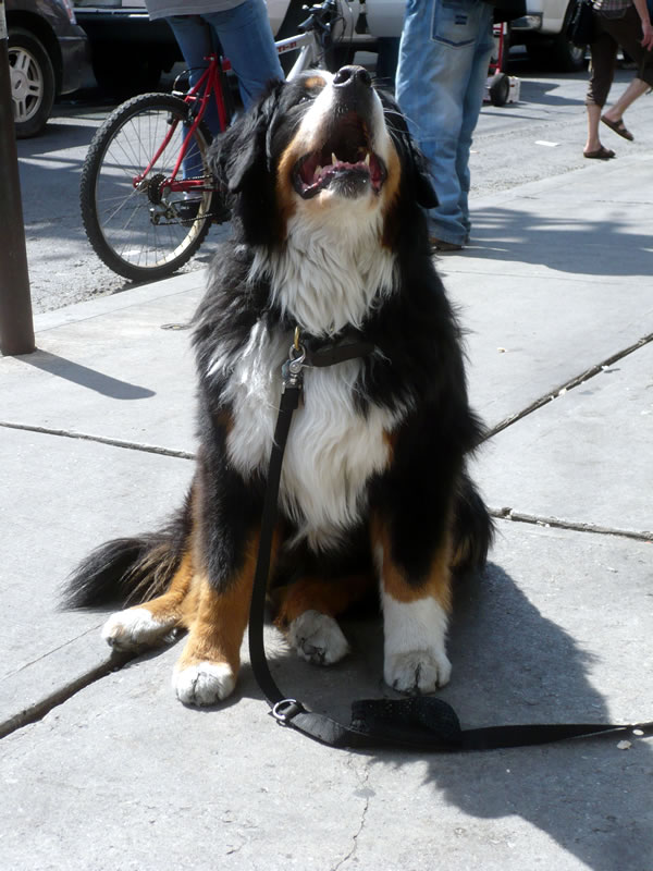 Bernese Mountain Dog in Kensington Market, Toronto