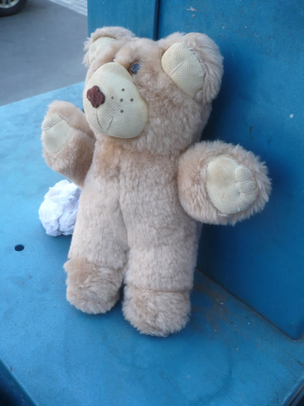 Teddy bear on a Toronto Star newspaper box