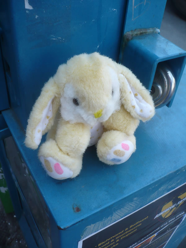 Stuffed rabbit on a Toronto Star newspaper box