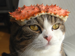 Cat wearing a crab shell as a hat