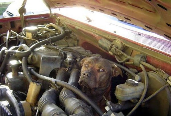 Dog in car engine