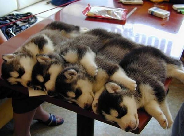 4 sleeping husky puppies, all in a row.