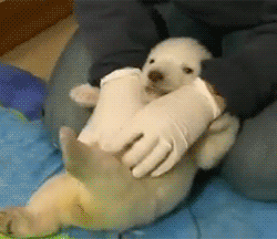 tickling polar bear
