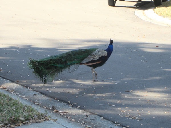 peacocks 07