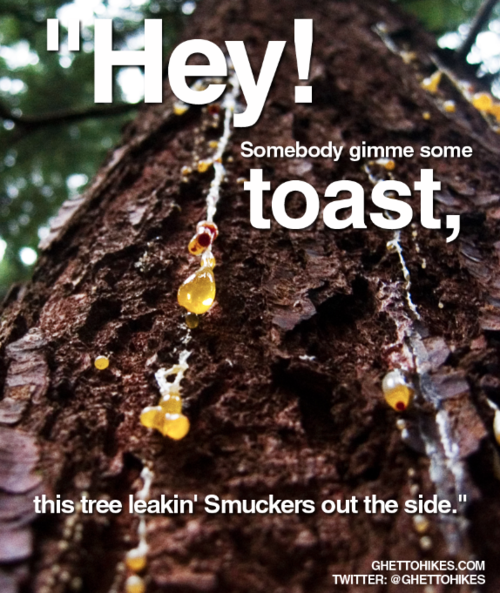 Photo of a tree leaking sap, captioned "Hey! Somebody gimme some toast, this tree leakin' Smuckers out the side."