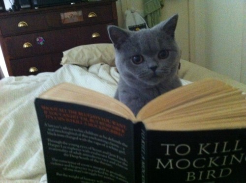 Cat reading "To Kill a Mockingbird"