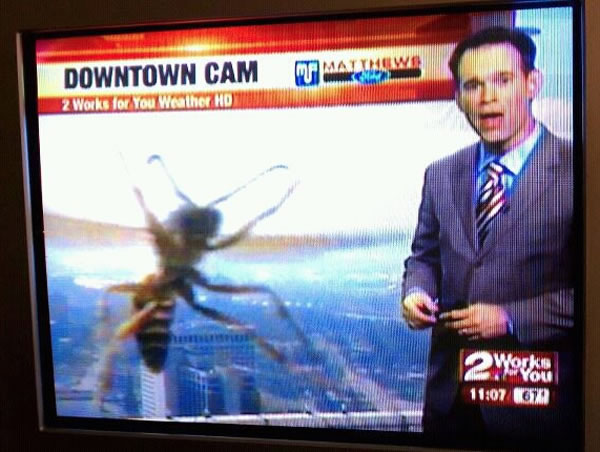 Newscaster showing image from "Downtown Cam" with a wasp resting on the lens