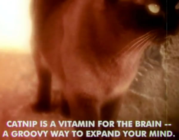 Catnip is a vitamin for the brain -- a groovy way to expand your mind