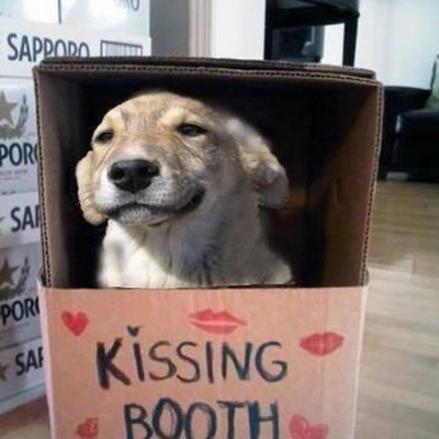 Dog in a box labelled "Kissing Booth"