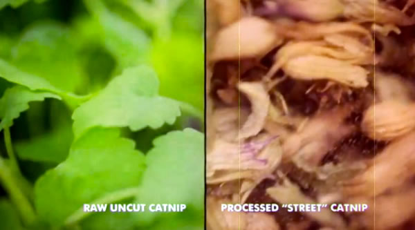 Raw uncut catnip vs. processed "street" catnip