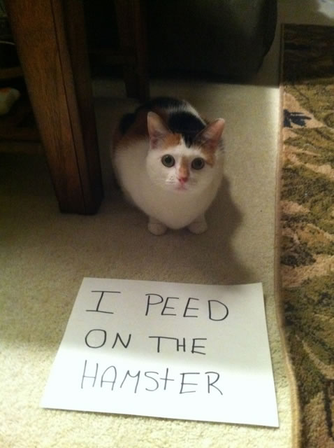i peed on the hamster