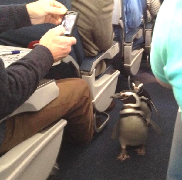 penguins in an airplane aisle