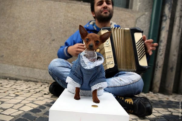 accordion helper dog 2