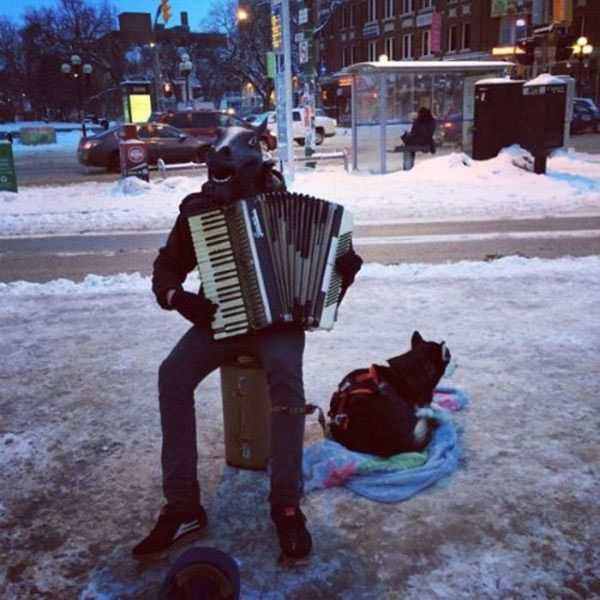 accordion helper dog 3