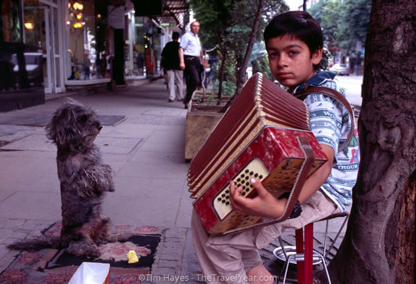 accordion helper dog 4