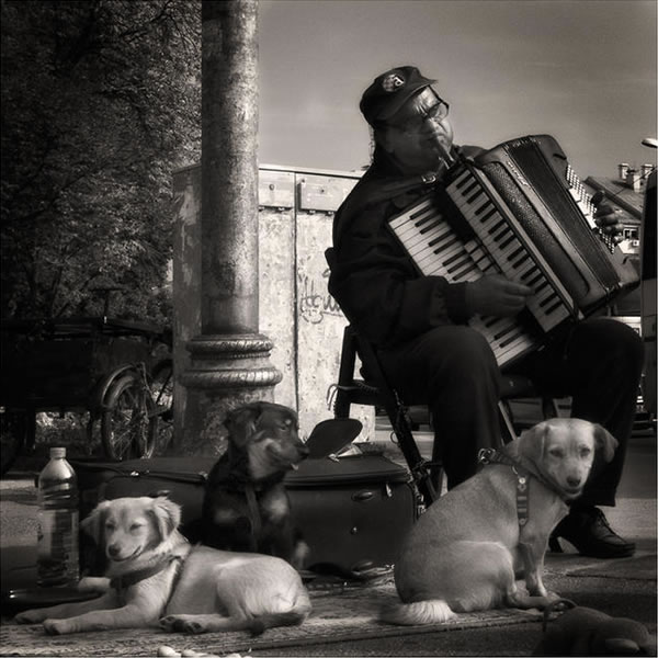 accordion helper dog 7