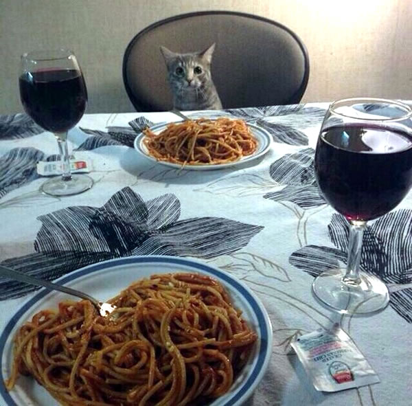 dinner with kitty
