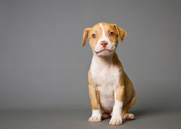 pit-bull-terrier