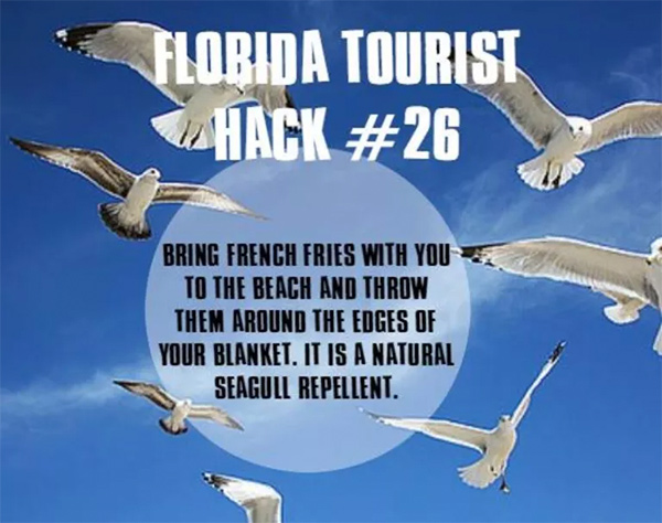 Picture of seagulls in flight with text: “Florida Tourist Hack #26: Bring french fries with you to the beach and throw them around the edges of your blanket. It is a natural seagull repellent.”