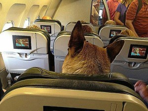 View of airplane cabin with back of German shepherd's head in the seat ahead