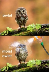Two photos: Small owl on branch - "Owlet". Small owl on branch being sprayed with hose - "Moist owlet"