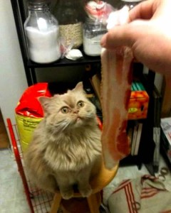 Cat staring at a piece of bacon held by a hand in the foreground