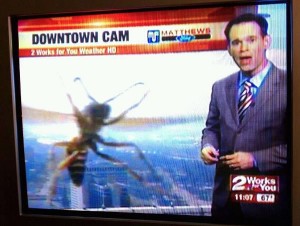 Newscaster showing image from "Downtown Cam" with a wasp resting on the lens