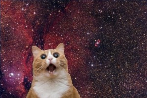 Mind-blown cat against a background of stars