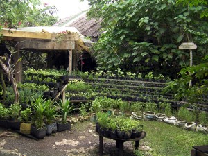 Herb garden at Bohol Bee Farm