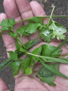 Selection of herbs in my hand