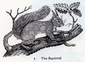 "The squirrel": Woodcut illustration of a squirrel on a tree branch.